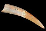 Pterosaur (Siroccopteryx) Tooth - Morocco #101696-1